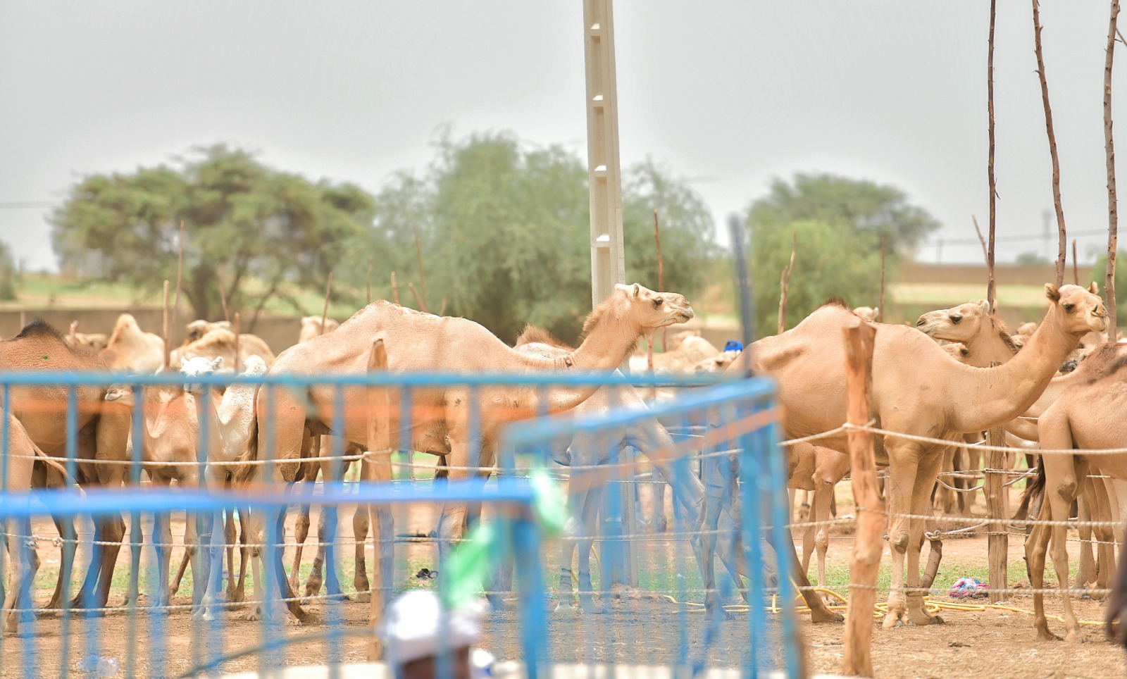 Grand Magal de Touba : l’État passe à la vitesse supérieure pour sécuriser l’approvisionnement en bétail