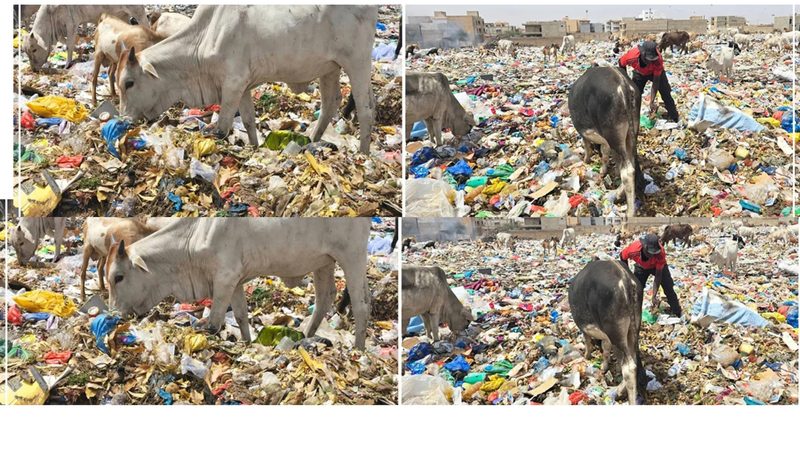 DÉCHETS À THIÈS : LA DÉCHARGE DE KEUR MASSAMBA GUEYE AU CŒUR DE L’URGENCE